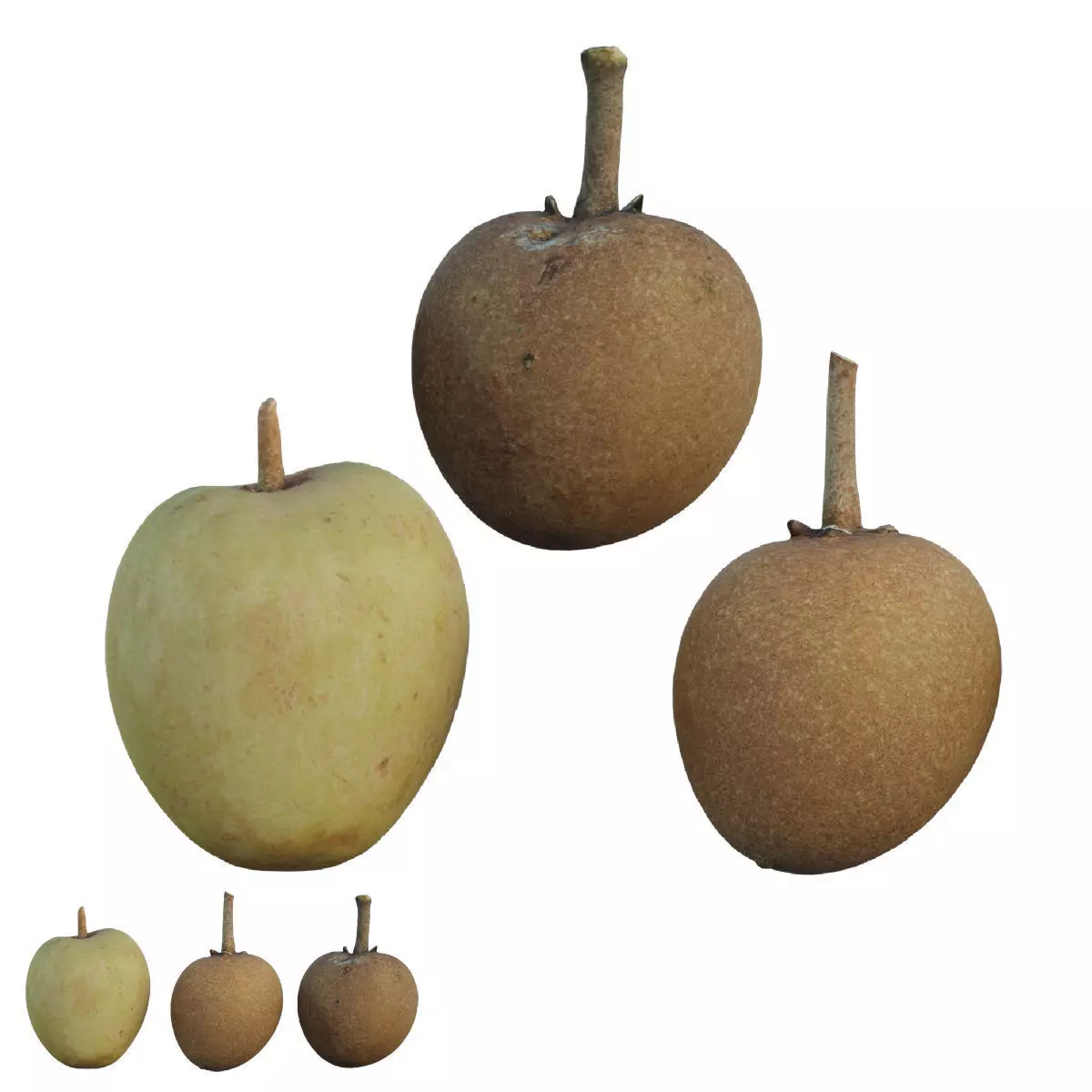 Sapote two mangoes 3D model_0