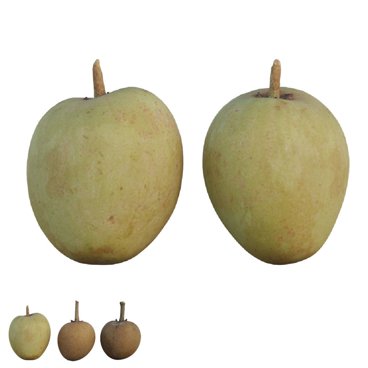 Sapote two mangoes 3D model_2