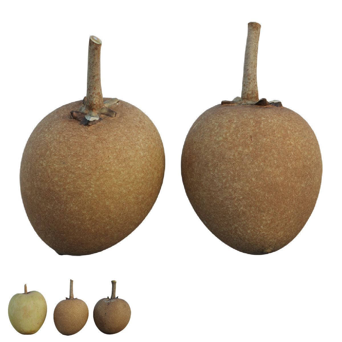 Sapote two mangoes 3D model_4