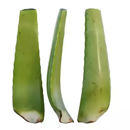 aloe vera 3D model