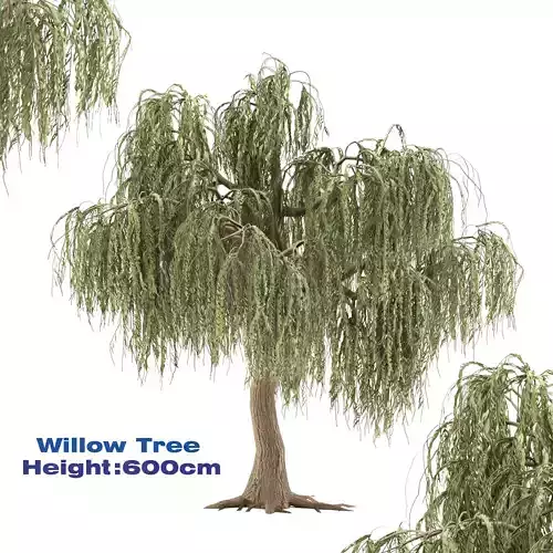 Willow Tree 3D model