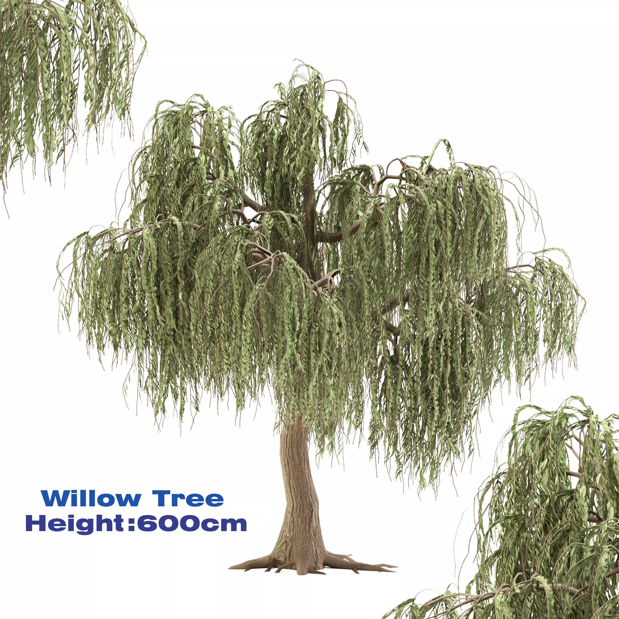Willow Tree 3D model