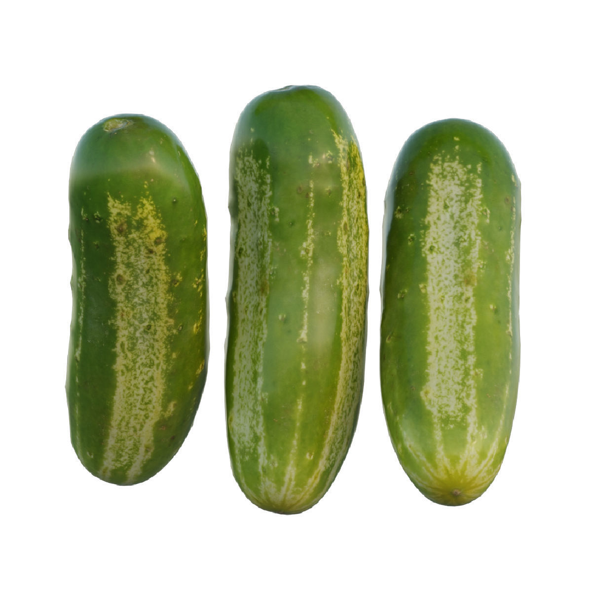 Cucumber two cucumbers 3D model_1