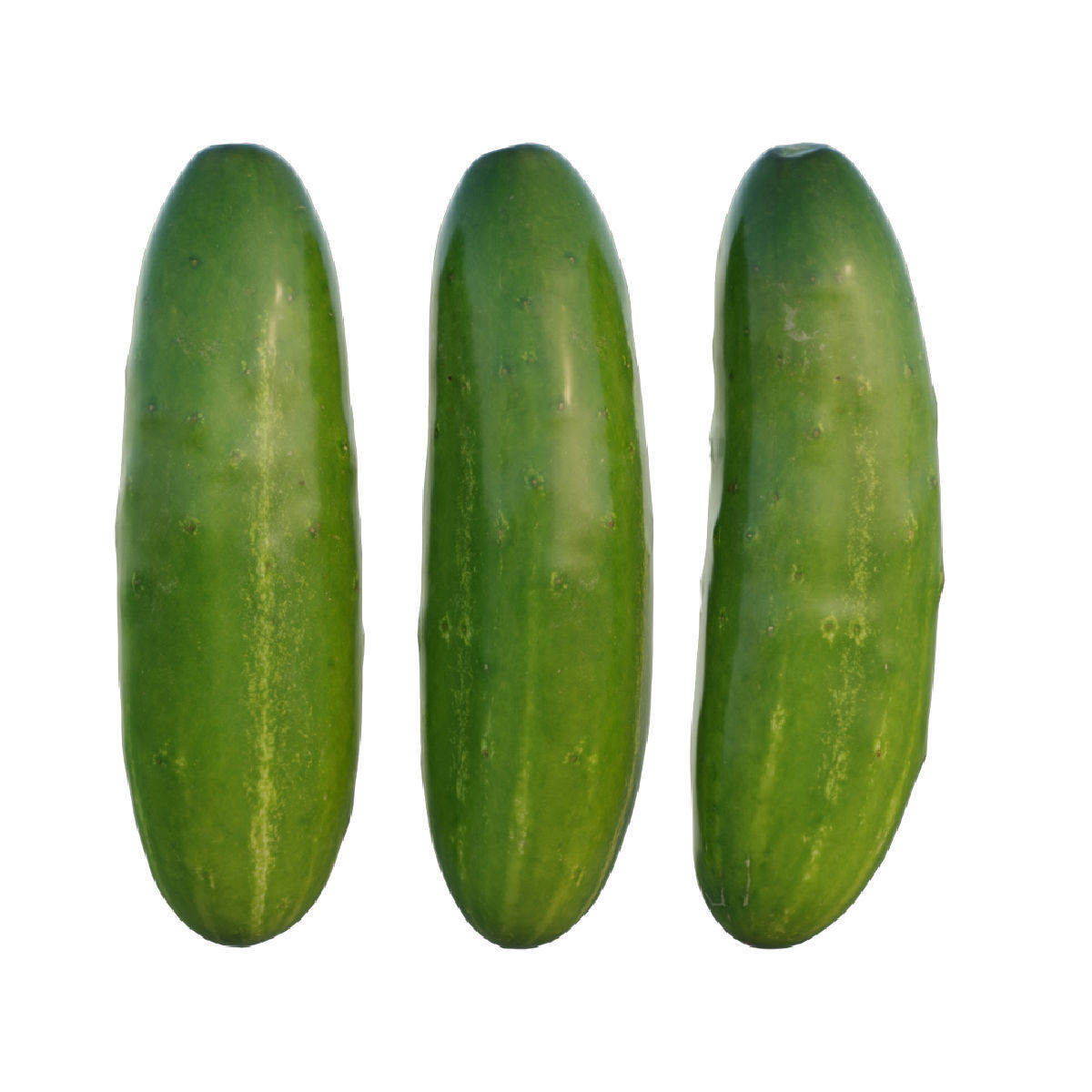 Cucumber two cucumbers 3D model_5