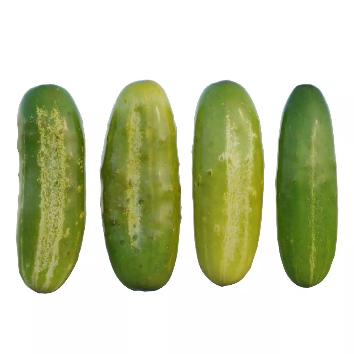 Cucumber two cucumbers 3D model_0
