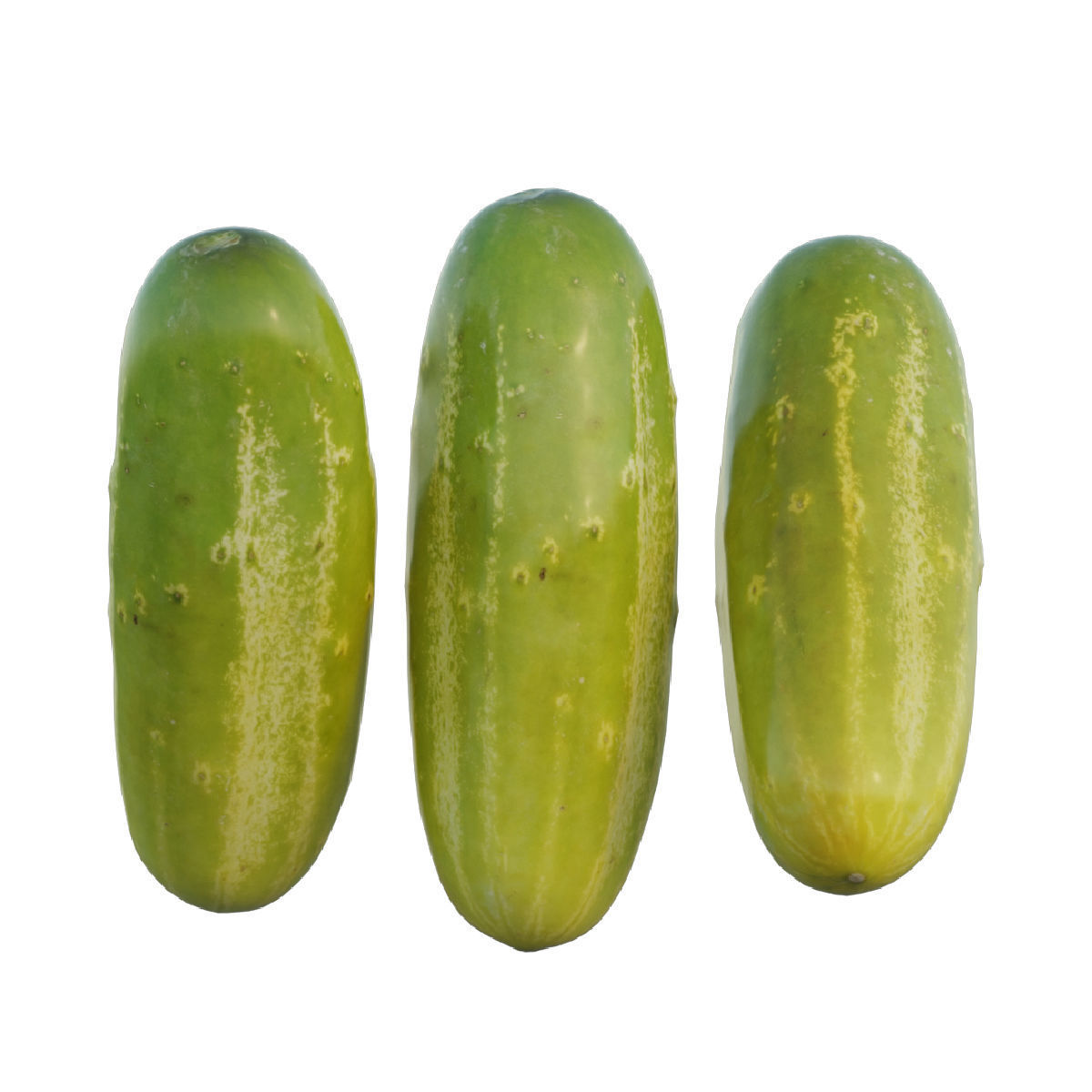 Cucumber two cucumbers 3D model_4