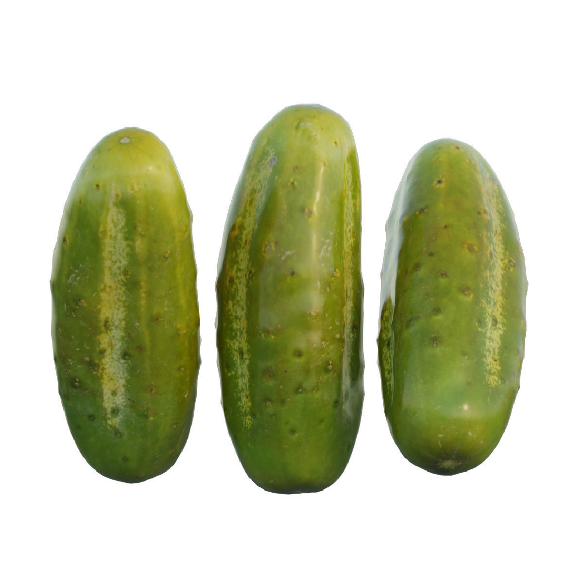 Cucumber two cucumbers 3D model_3