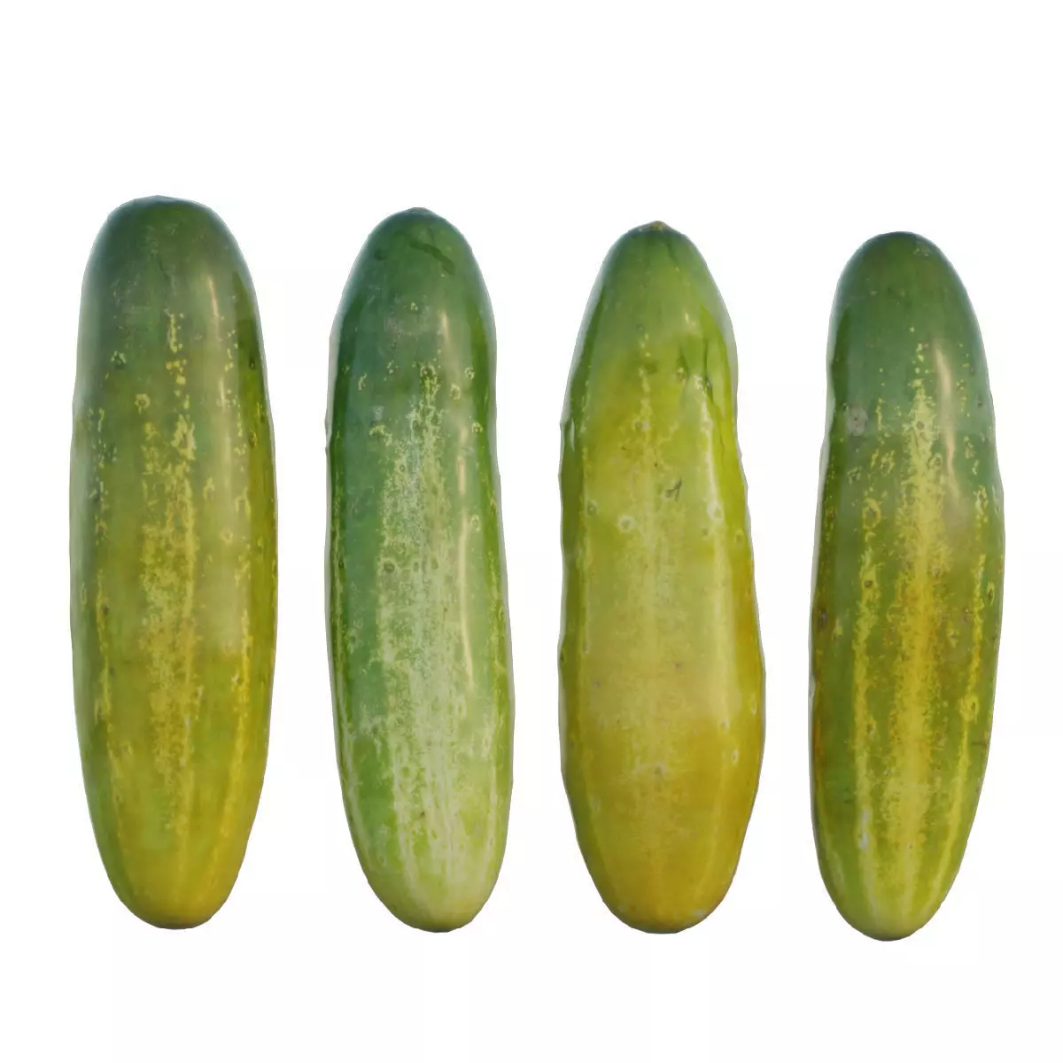 Cucumber 02 3D model_0
