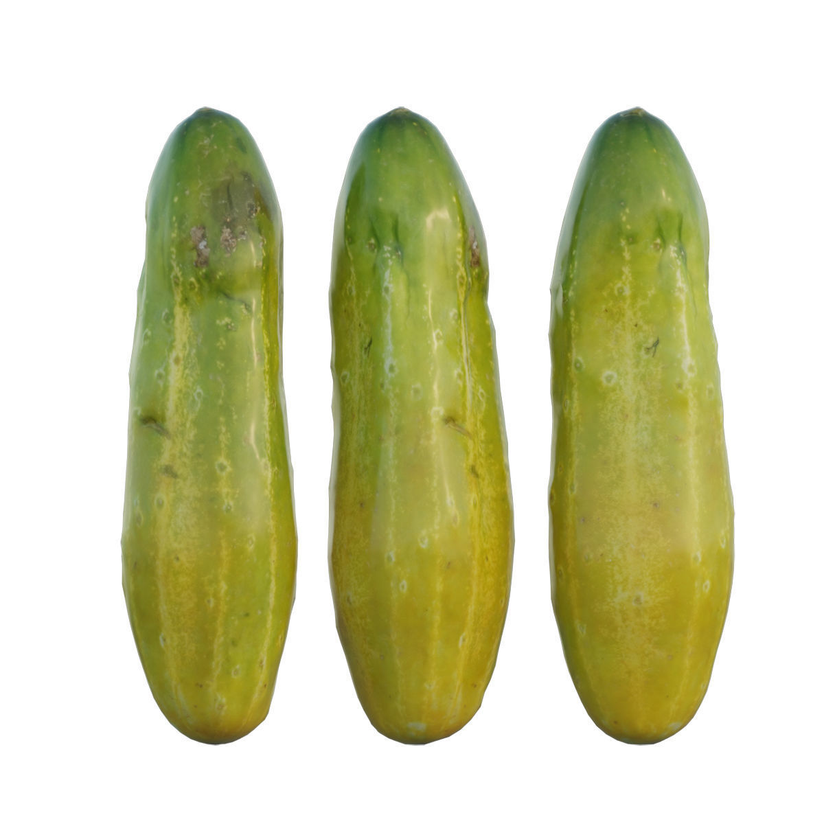 Cucumber 02 3D model_4