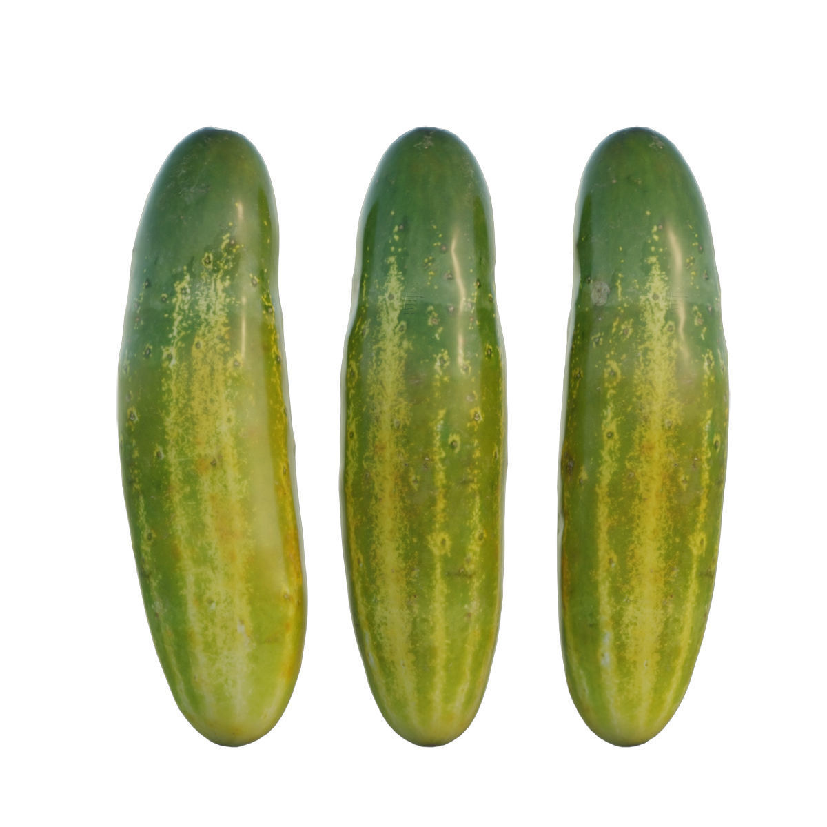 Cucumber 02 3D model_5