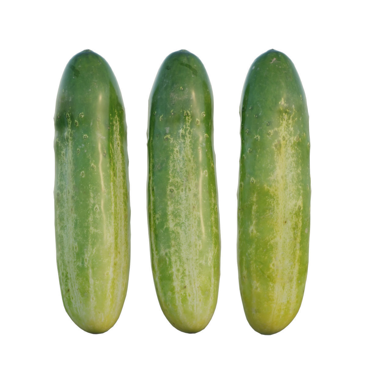 Cucumber 02 3D model_3