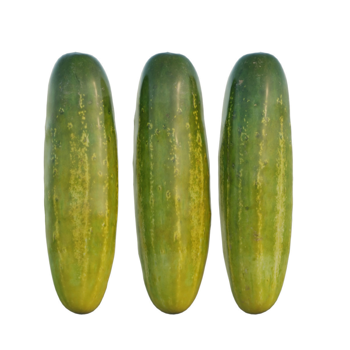 Cucumber 02 3D model_2