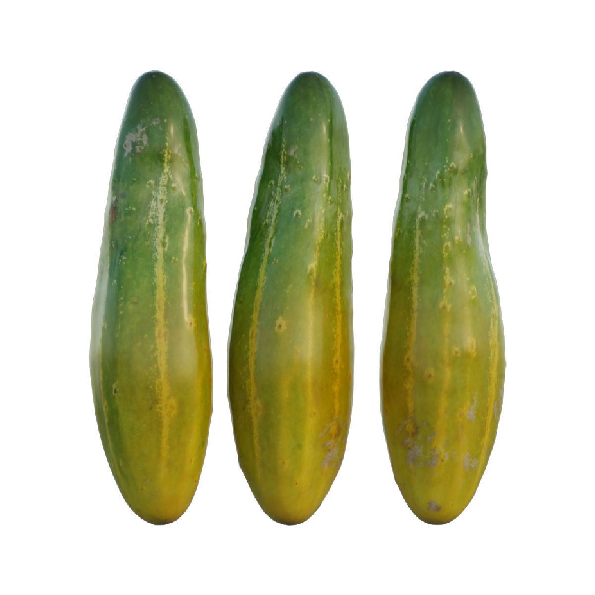 Cucumber 03 3D model_1