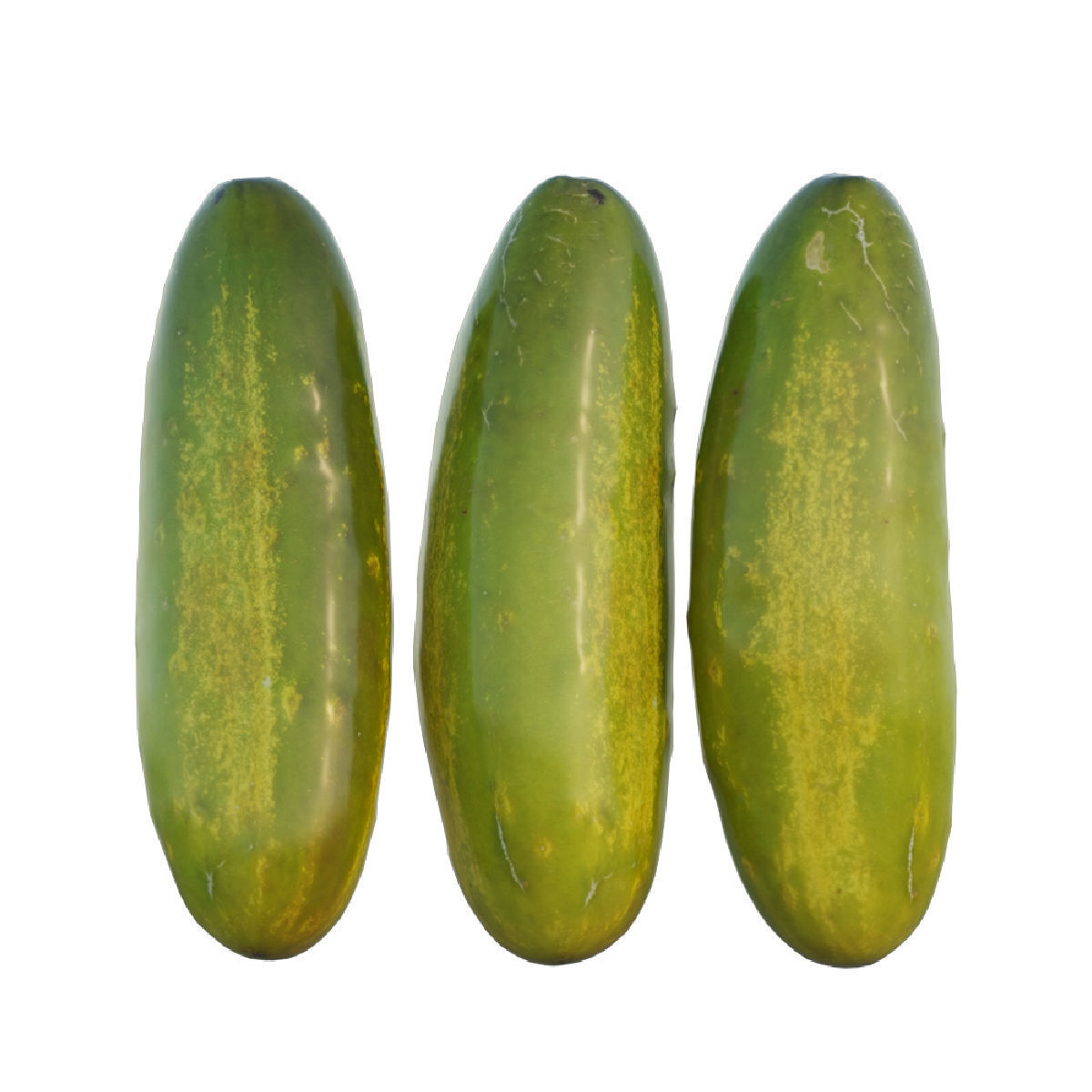 Cucumber 03 3D model_4