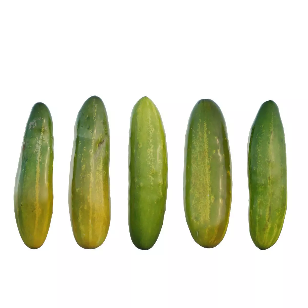Cucumber 03 3D model_0