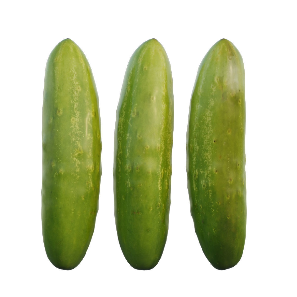 Cucumber 03 3D model_3
