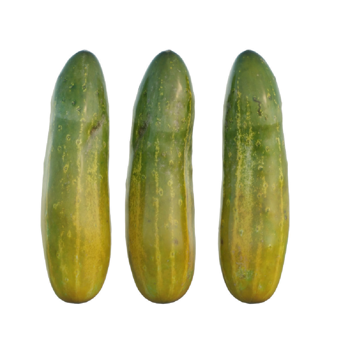 Cucumber 03 3D model_2