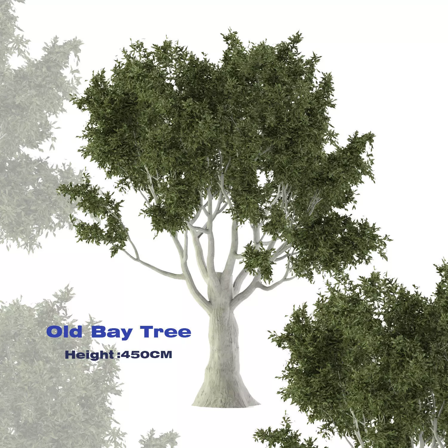 Old Bay Tree Free 3D model