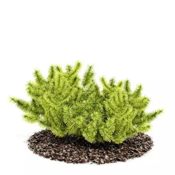 Shrub Small Bush 3D model_0