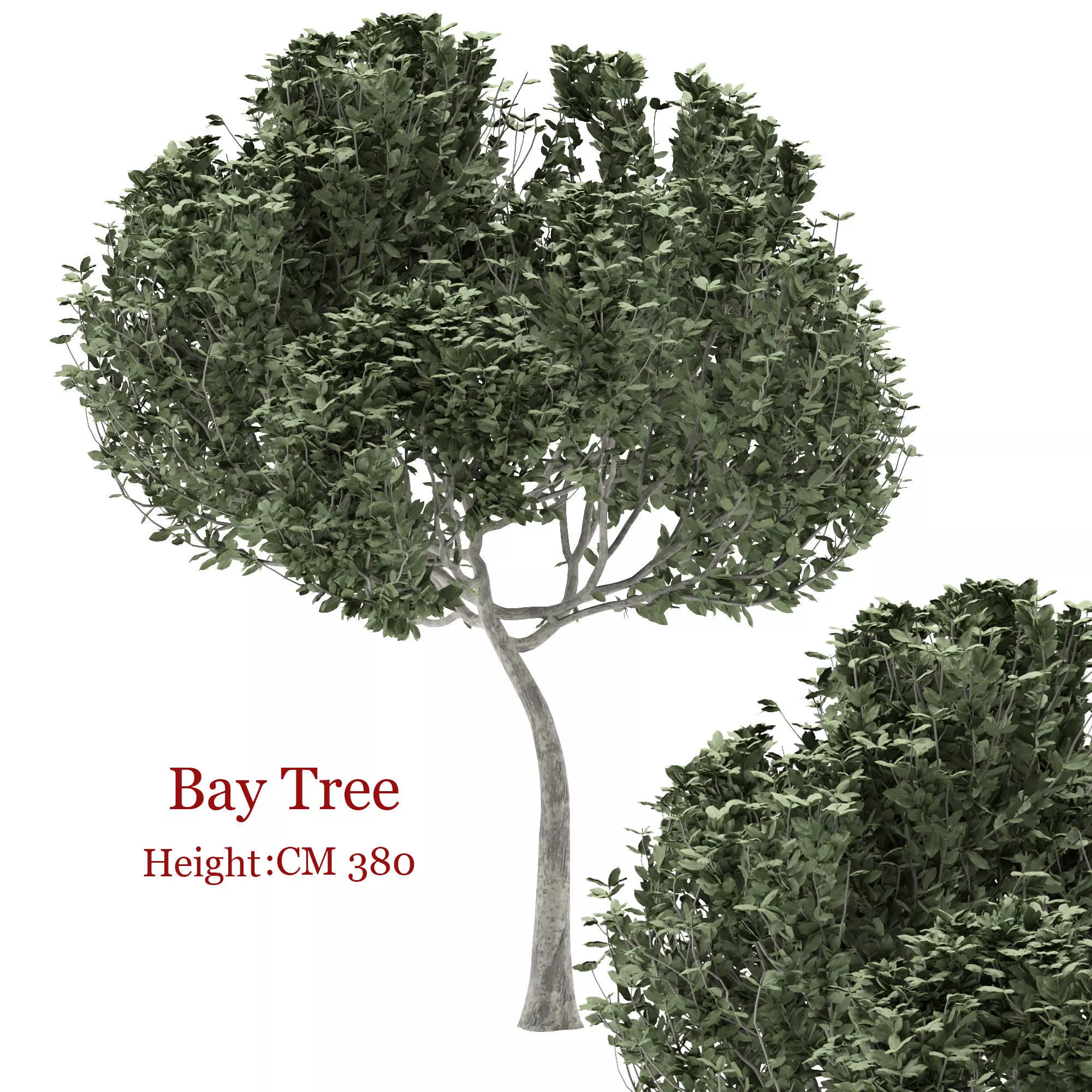 Bay tree 3D model