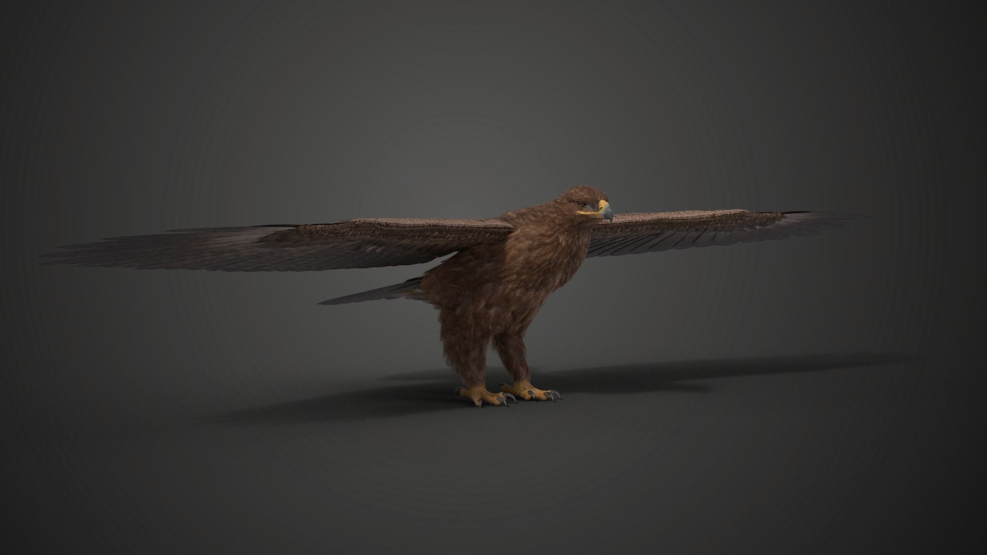 Aquila Nipalensis Animated VFX Grace 3D model_20