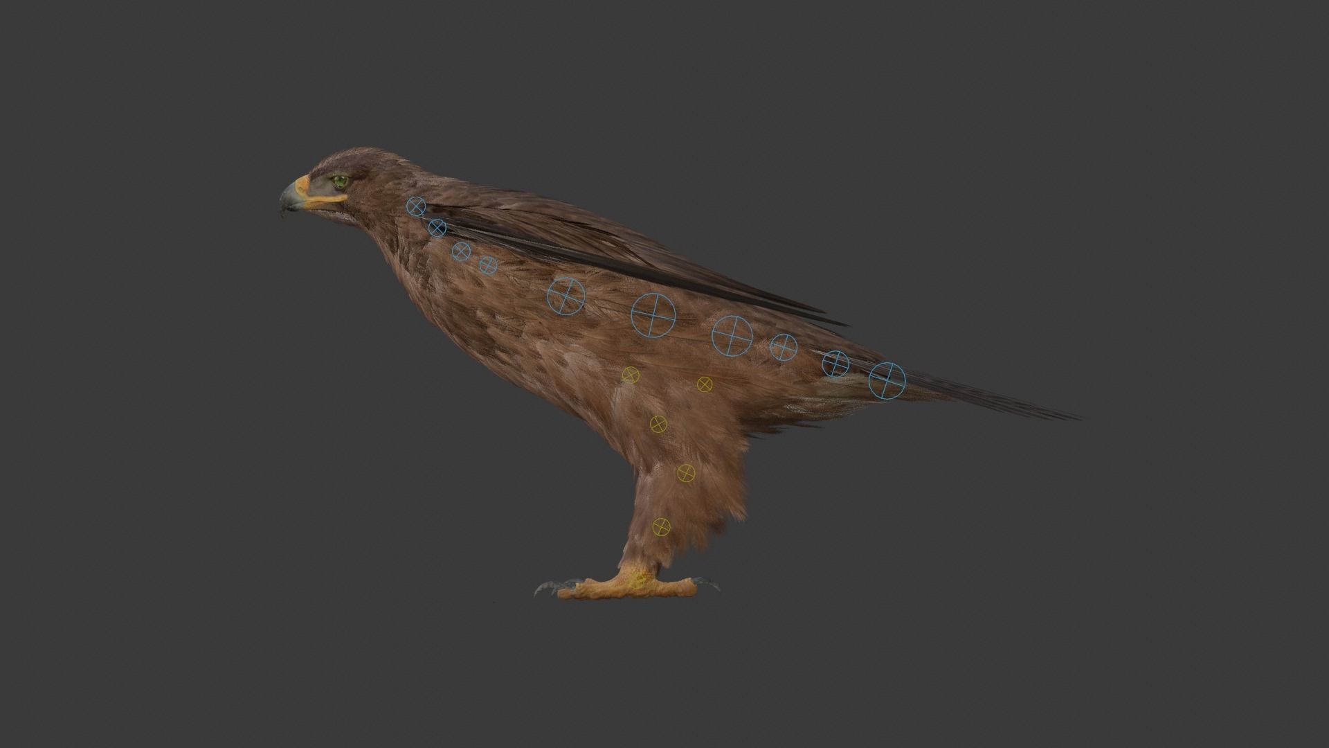 Aquila Nipalensis Animated VFX Grace 3D model_29
