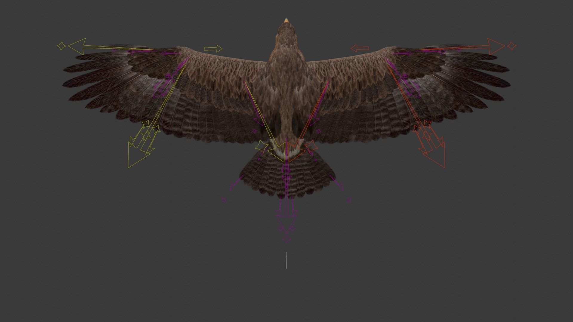 Aquila Nipalensis Animated VFX Grace 3D model_26