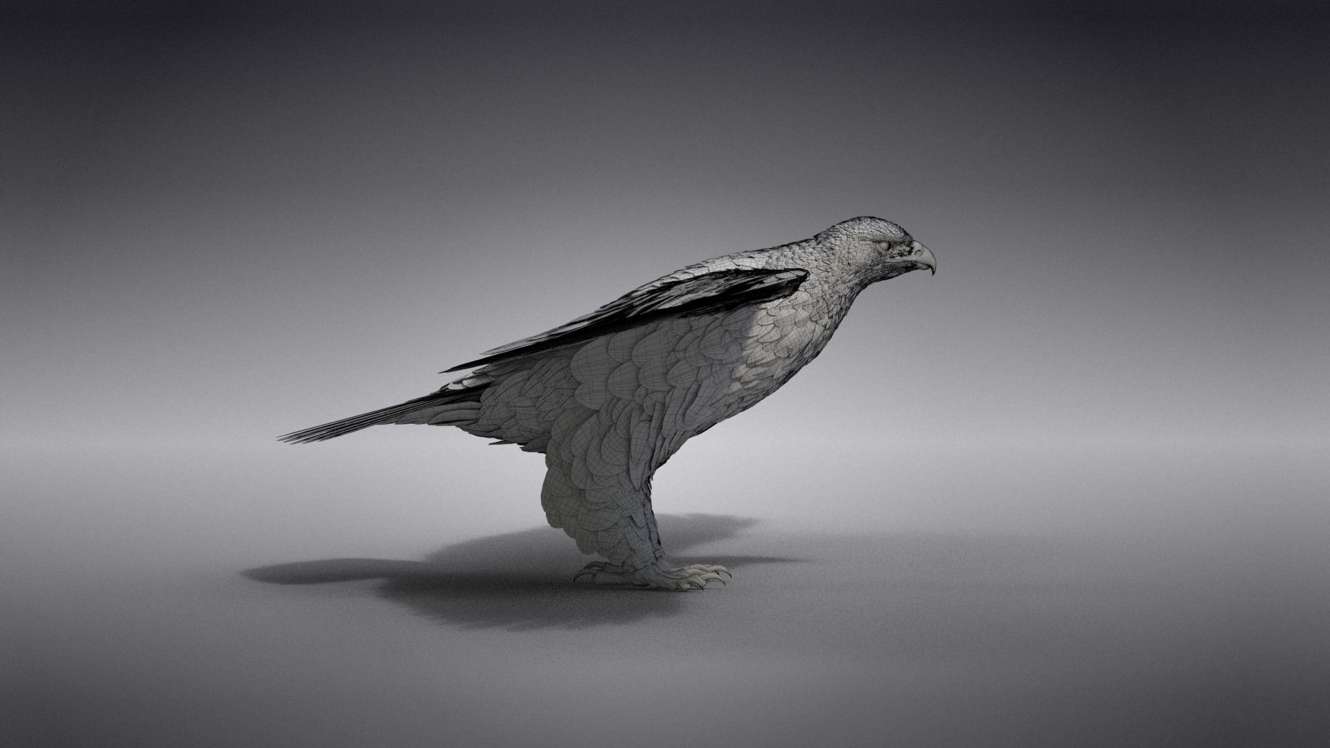 Aquila Nipalensis Animated VFX Grace 3D model_40