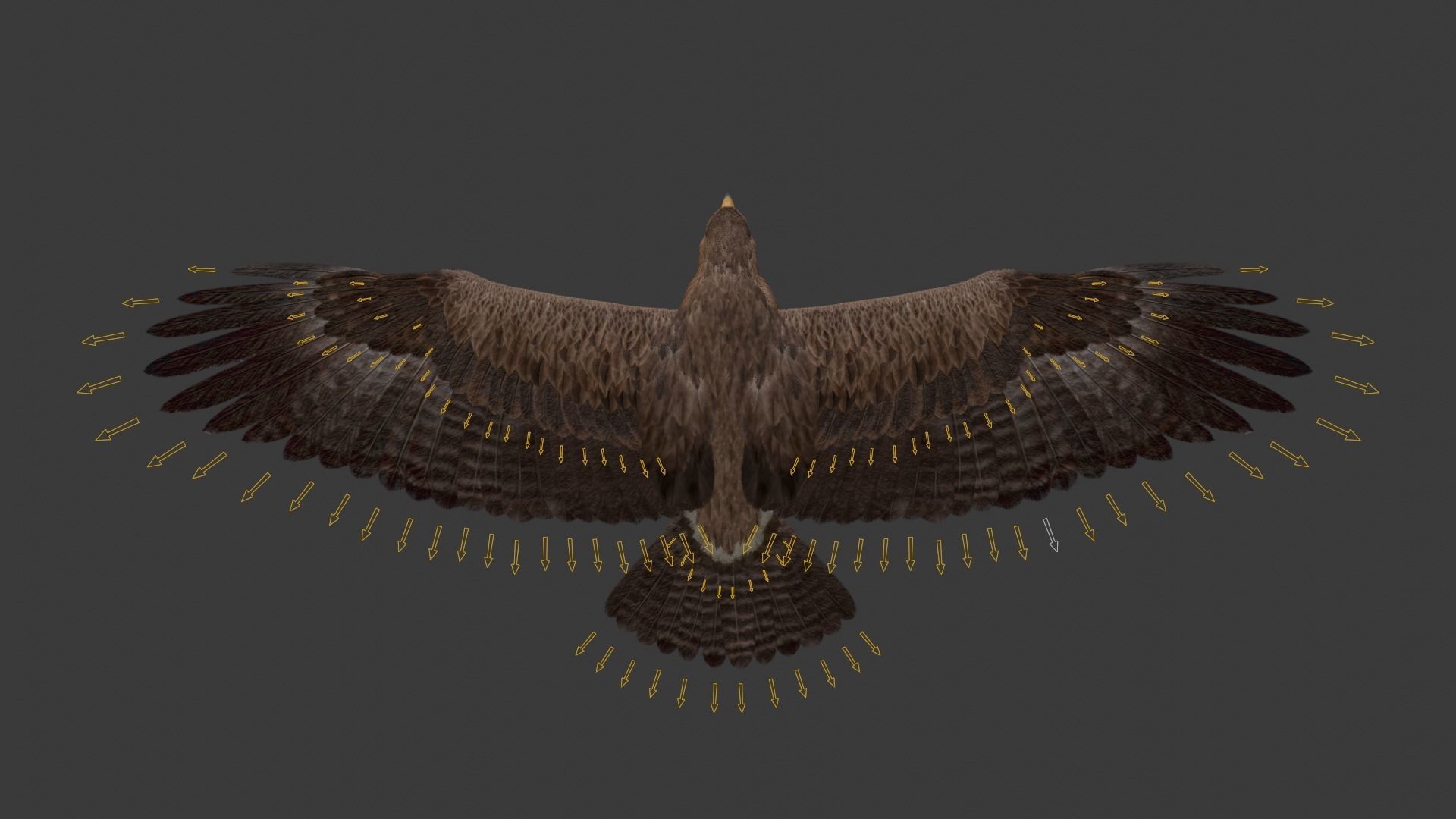Aquila Nipalensis Animated VFX Grace 3D model_35