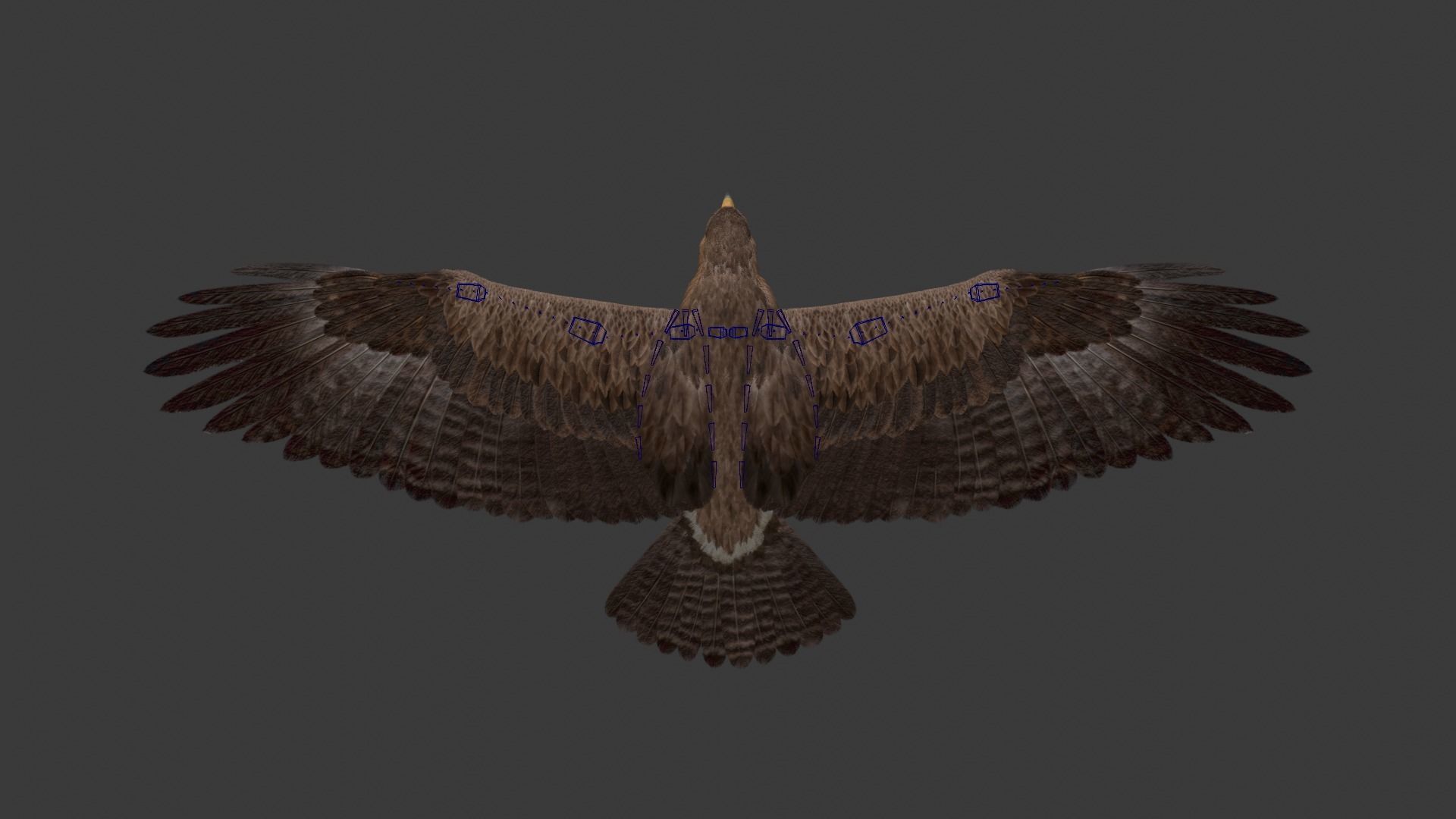 Aquila Nipalensis Animated VFX Grace 3D model_30