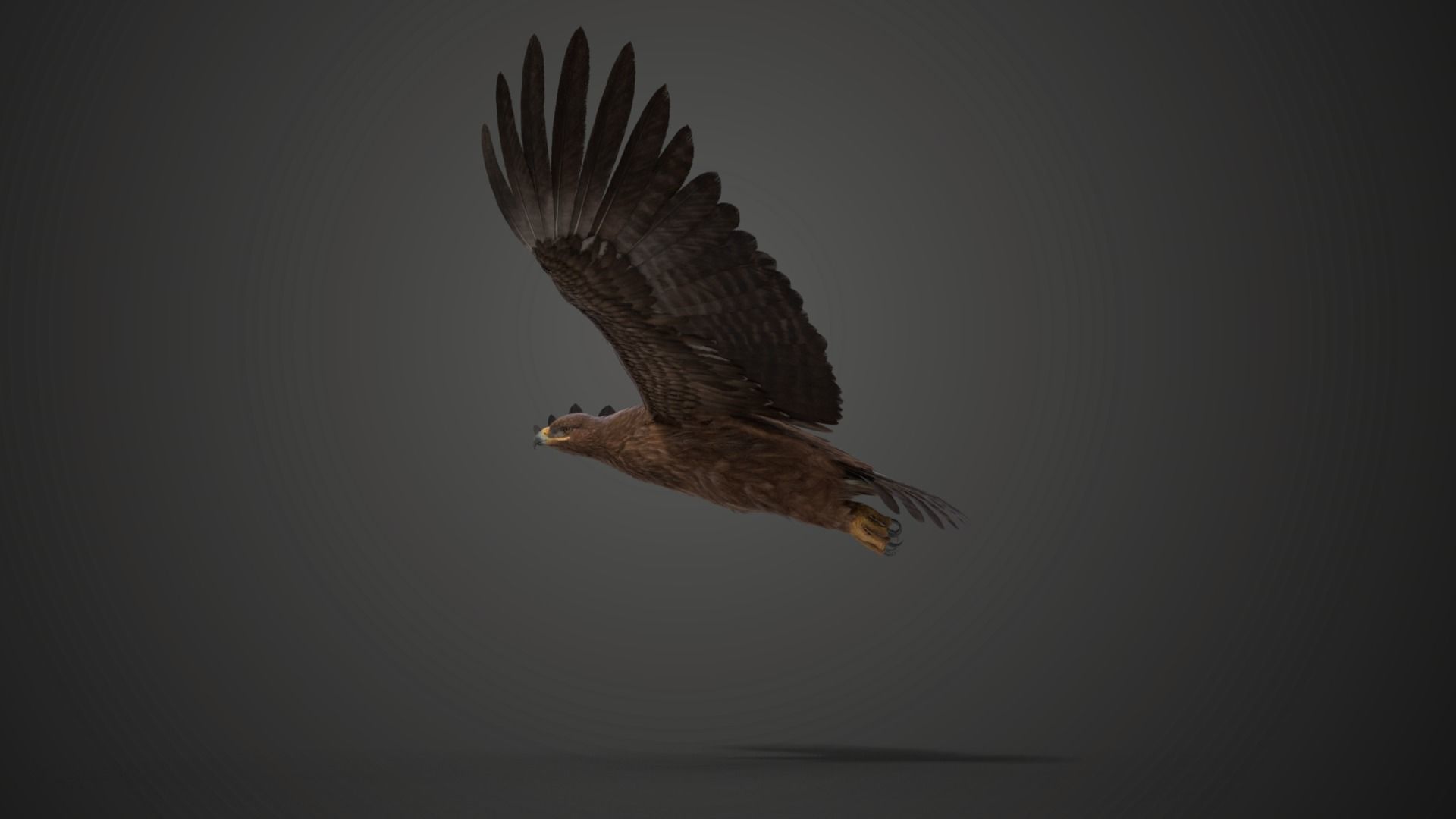 Aquila Nipalensis Animated VFX Grace 3D model_17