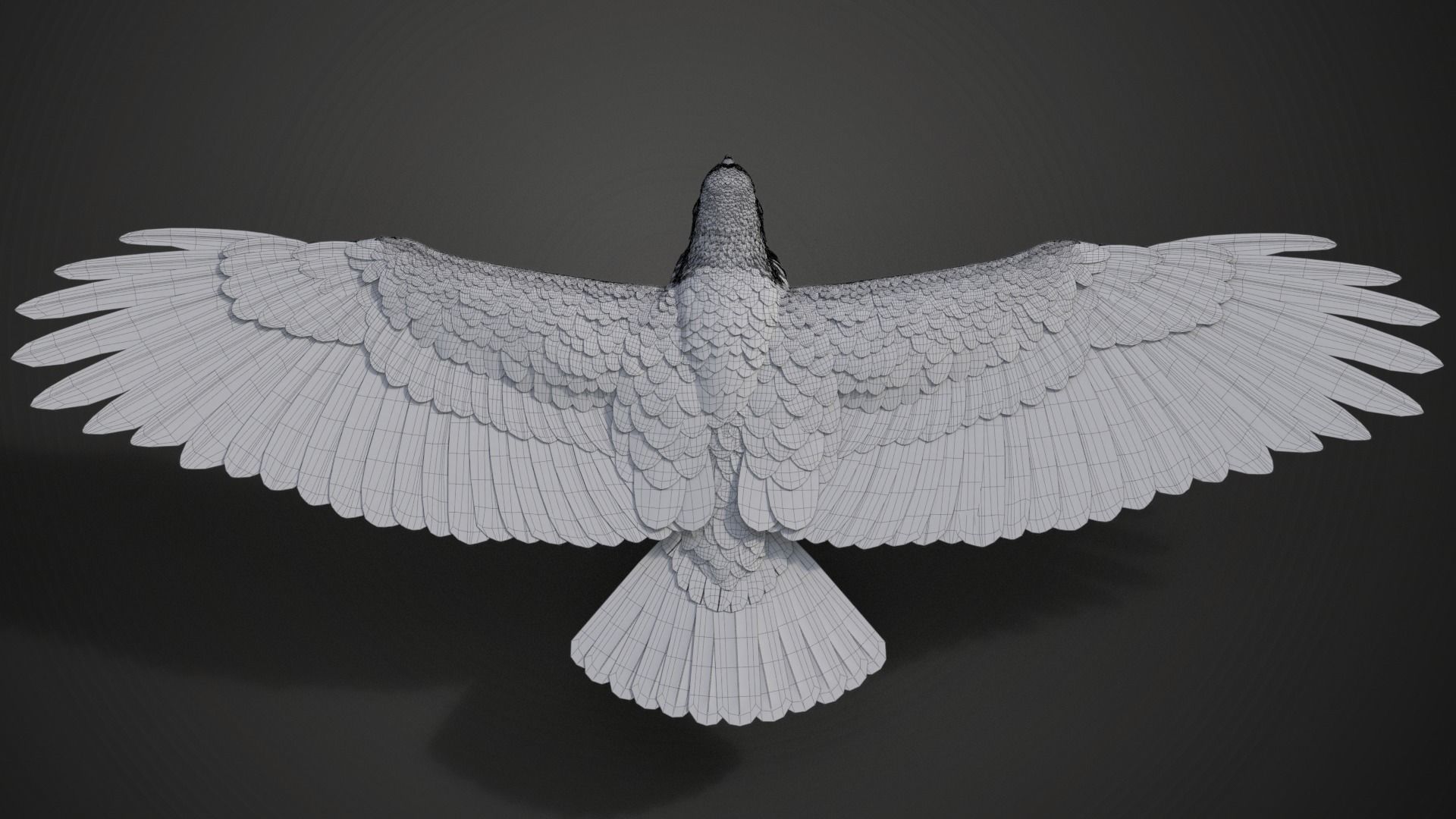 Aquila Nipalensis Animated VFX Grace 3D model_43