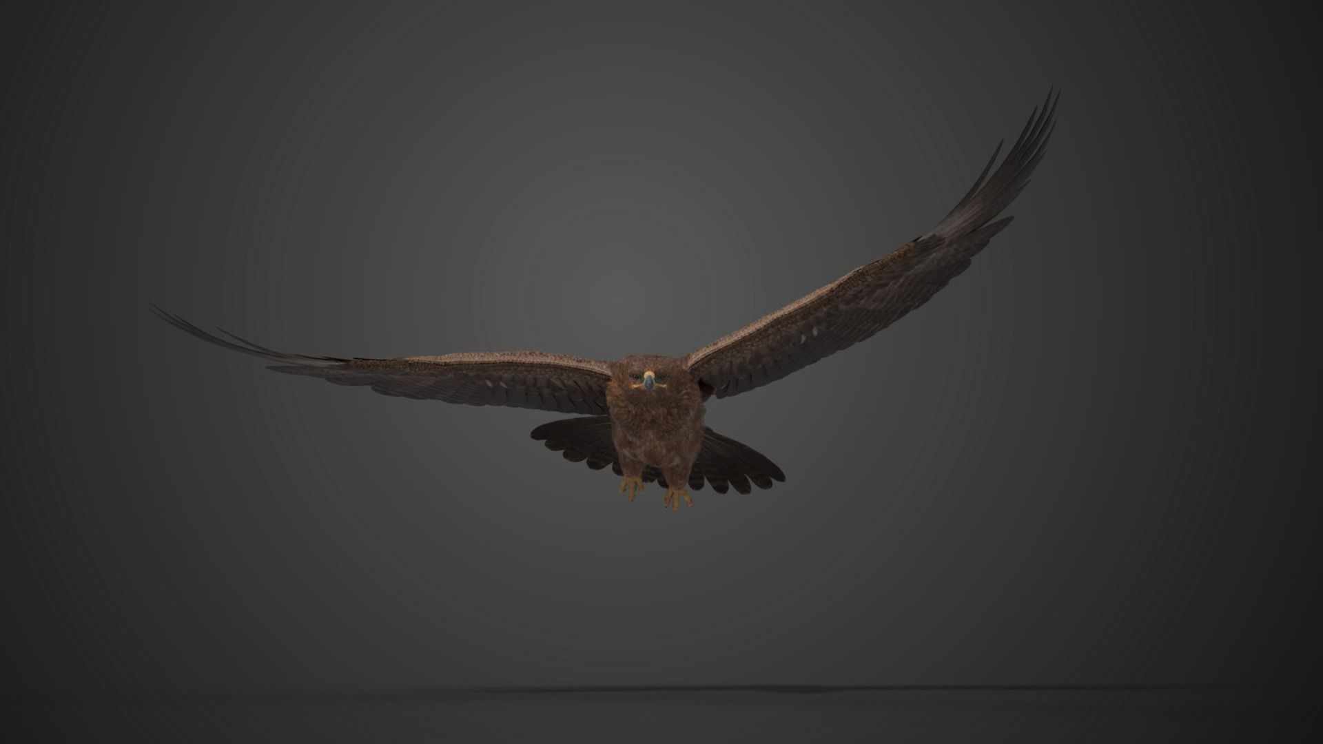 Aquila Nipalensis Animated VFX Grace 3D model_10