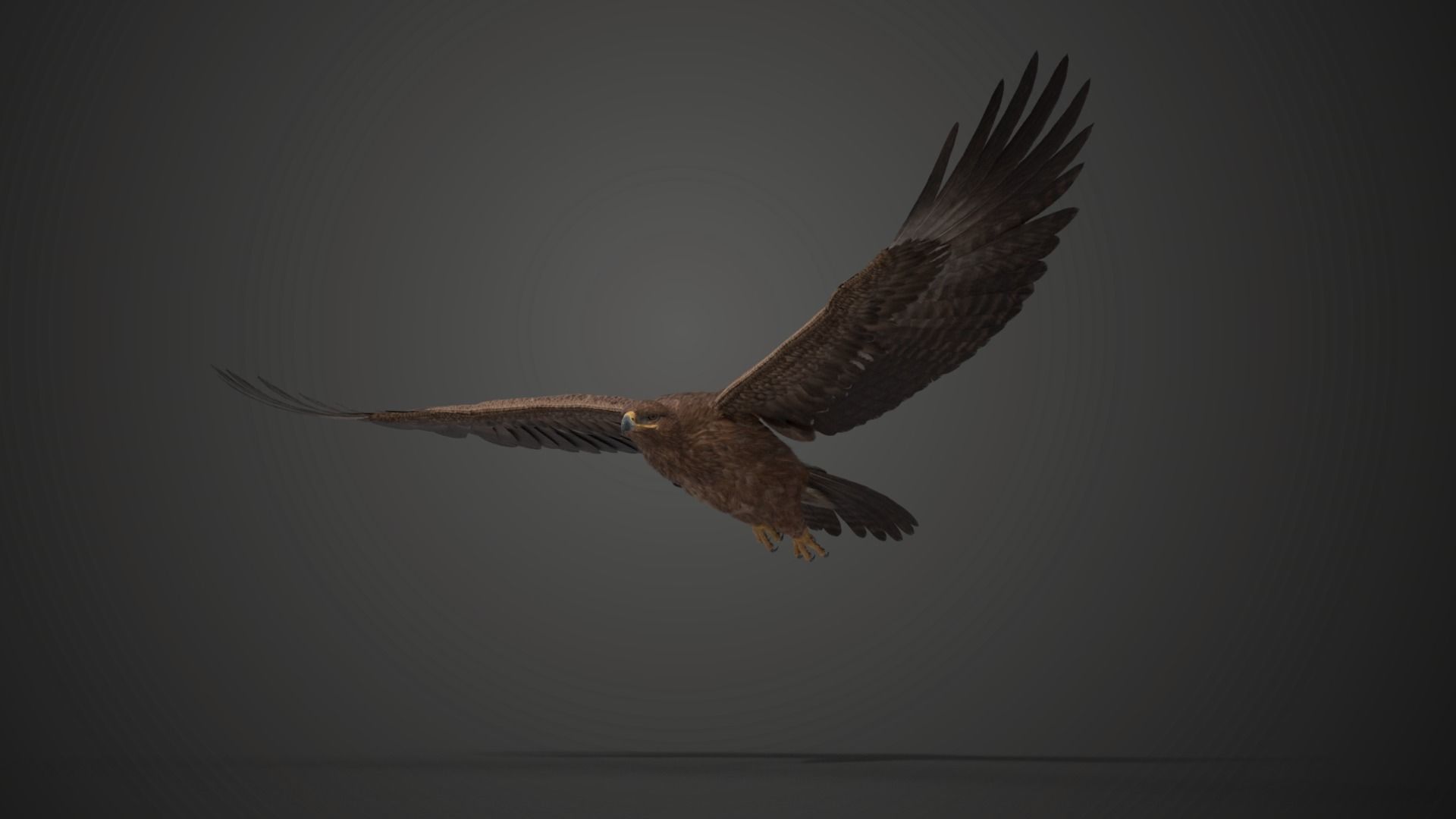 Aquila Nipalensis Animated VFX Grace 3D model_18