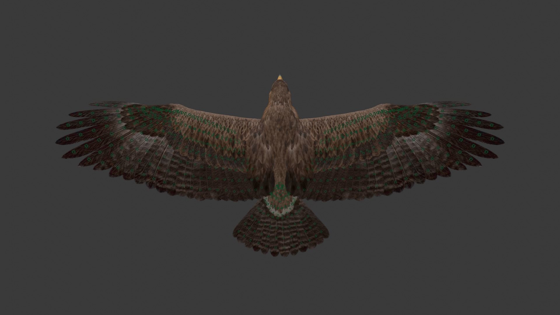 Aquila Nipalensis Animated VFX Grace 3D model_33