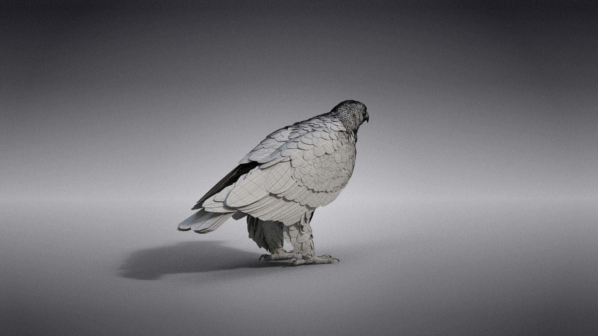 Aquila Nipalensis Animated VFX Grace 3D model_41