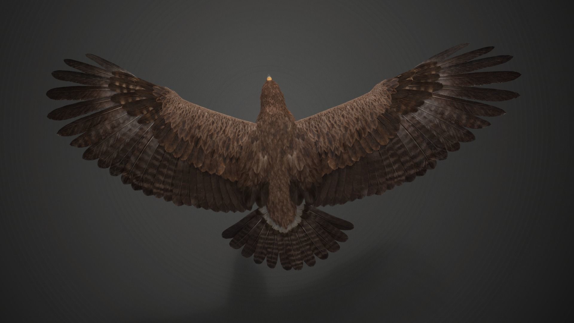 Aquila Nipalensis Animated VFX Grace 3D model_19