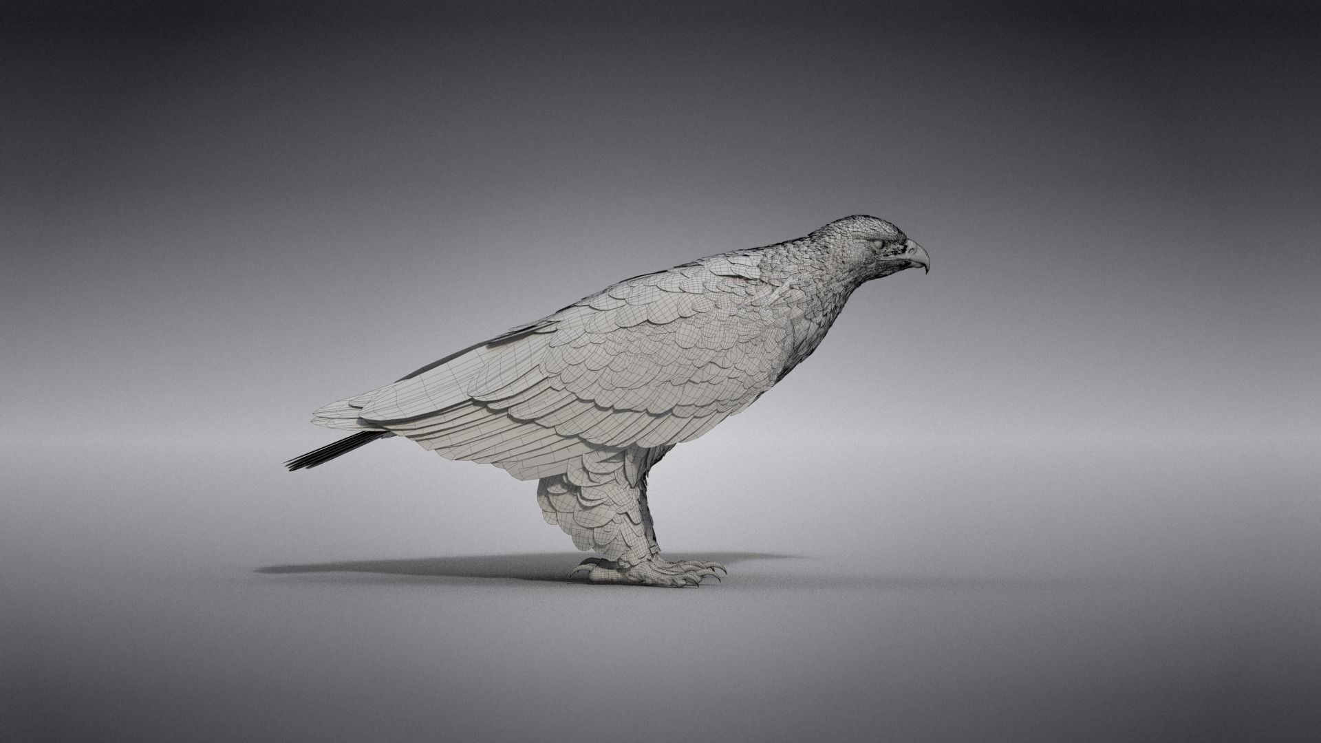 Aquila Nipalensis Animated VFX Grace 3D model_37