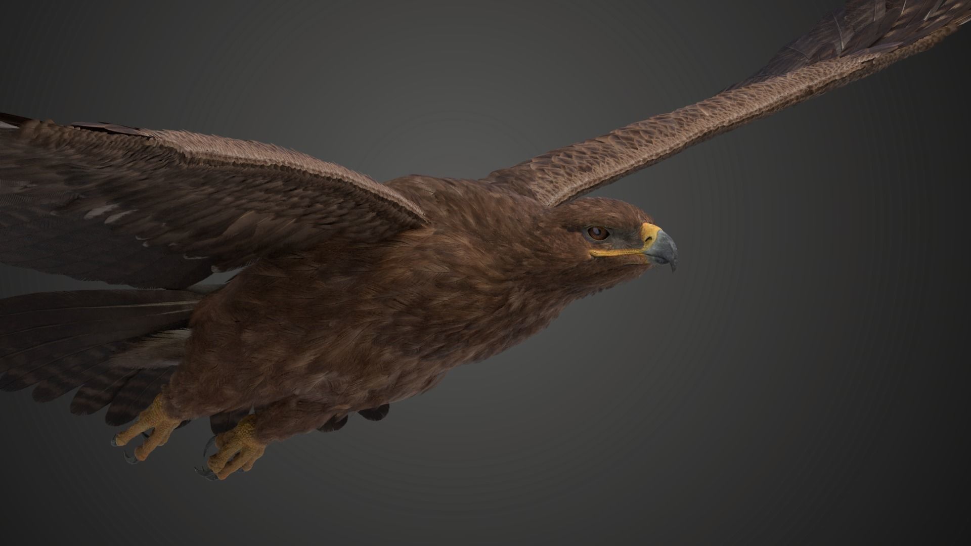 Aquila Nipalensis Animated VFX Grace 3D model_11