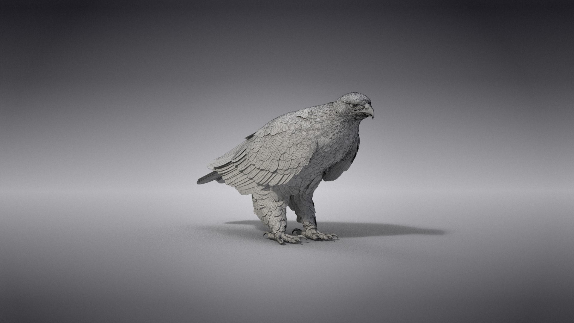 Aquila Nipalensis Animated VFX Grace 3D model_39