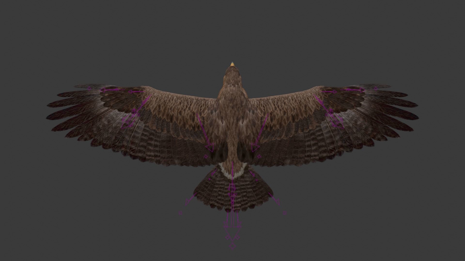 Aquila Nipalensis Animated VFX Grace 3D model_25