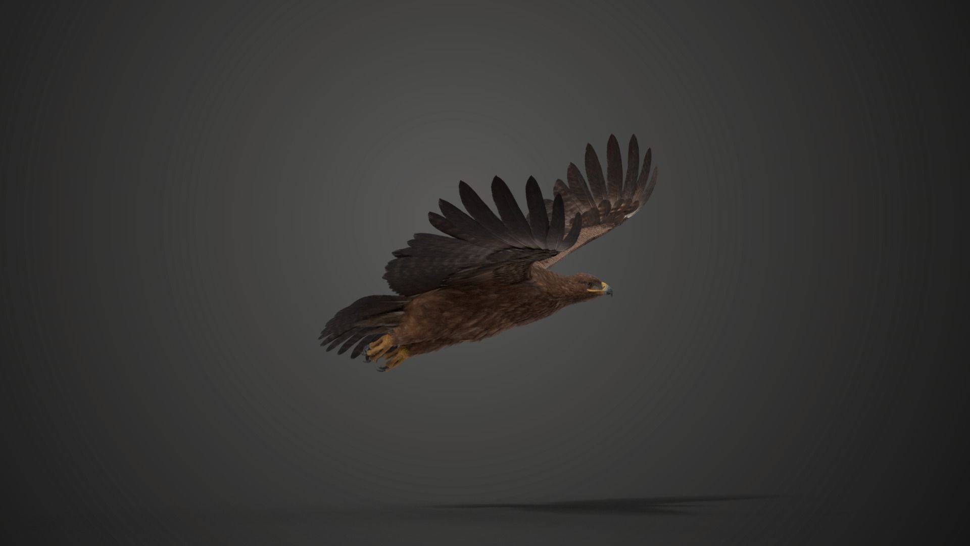 Aquila Nipalensis Animated VFX Grace 3D model_15