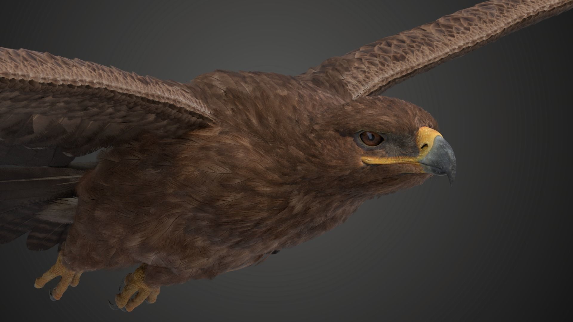 Aquila Nipalensis Animated VFX Grace 3D model_12