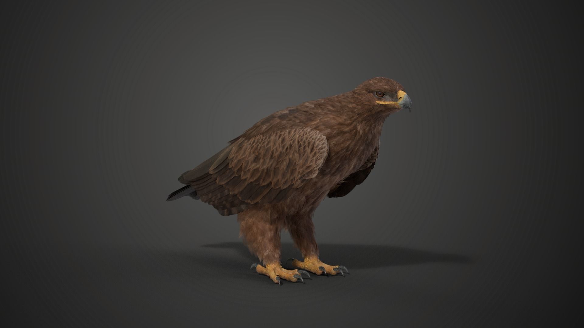 Aquila Nipalensis Animated VFX Grace 3D model_21
