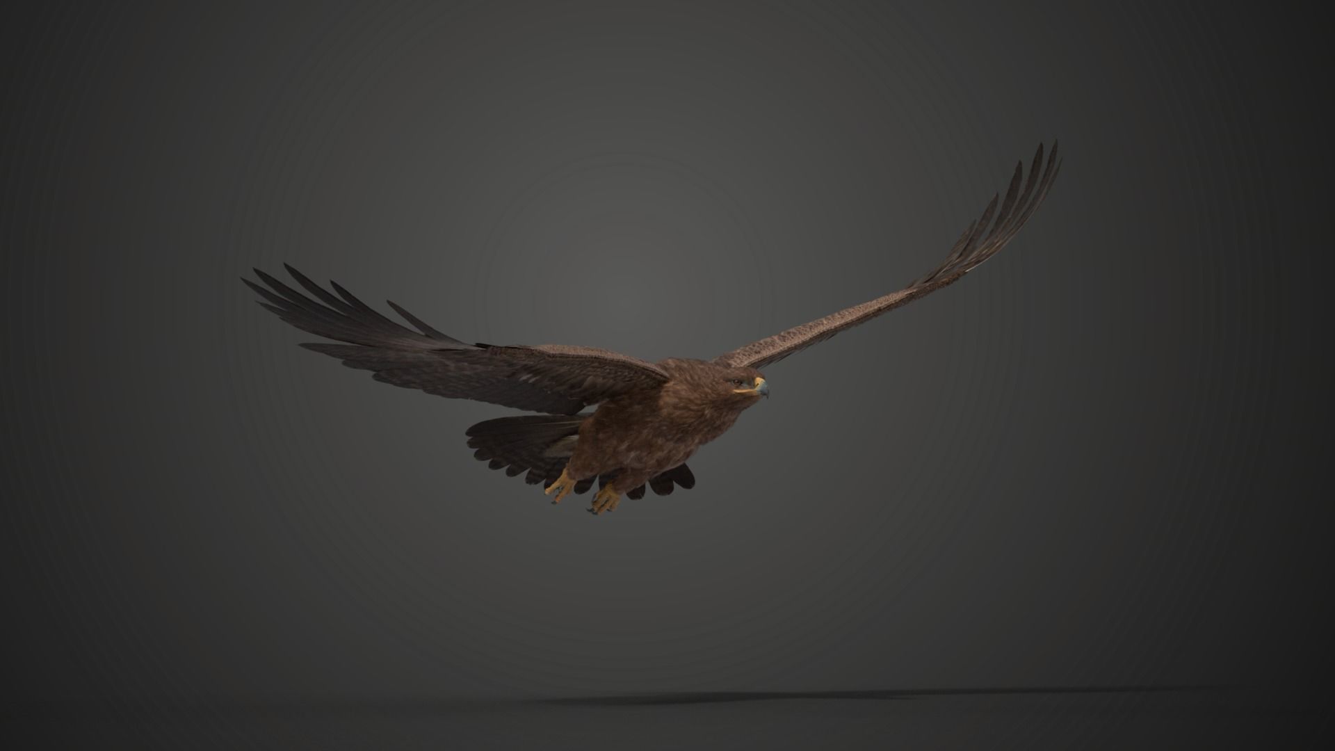 Aquila Nipalensis Animated VFX Grace 3D model_14