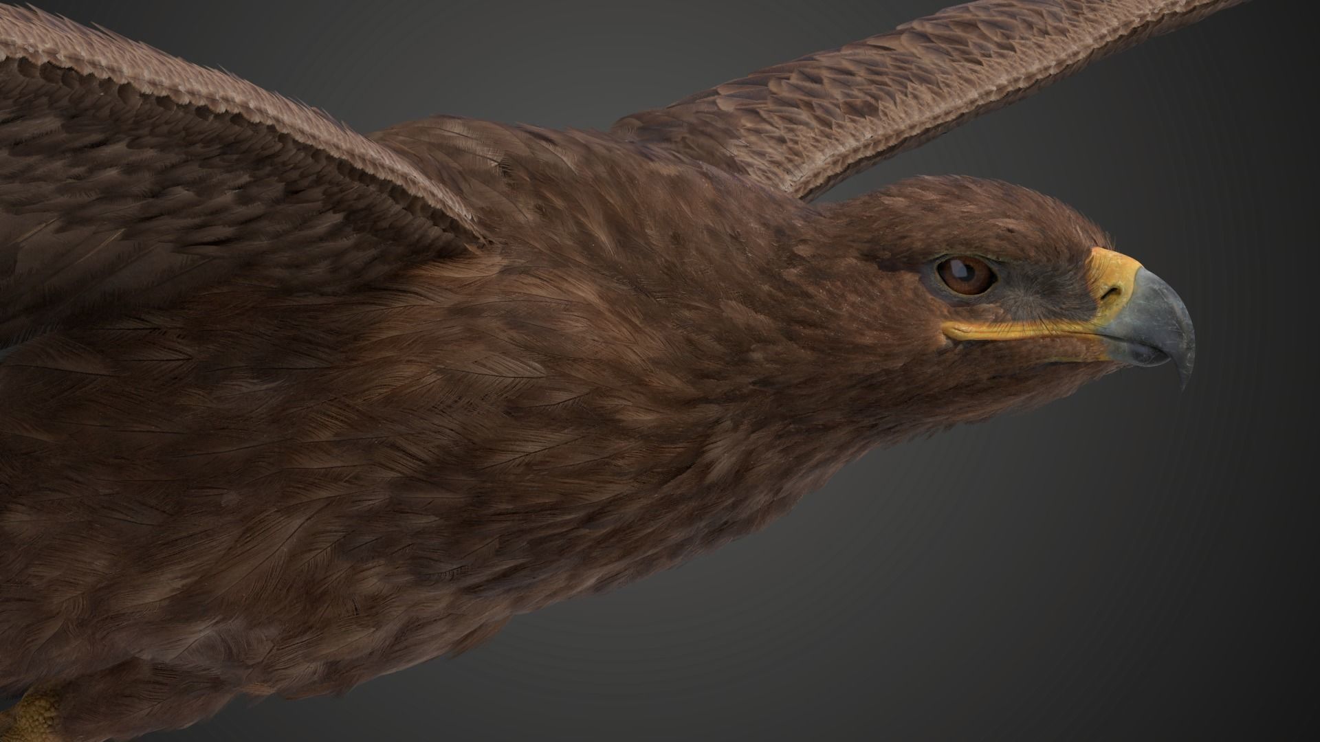 Aquila Nipalensis Animated VFX Grace 3D model_13