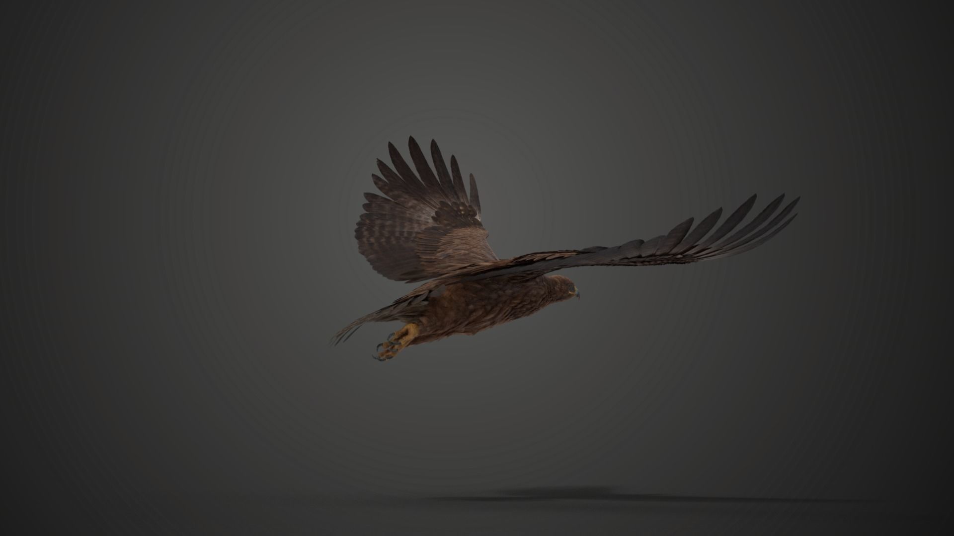 Aquila Nipalensis Animated VFX Grace 3D model_16