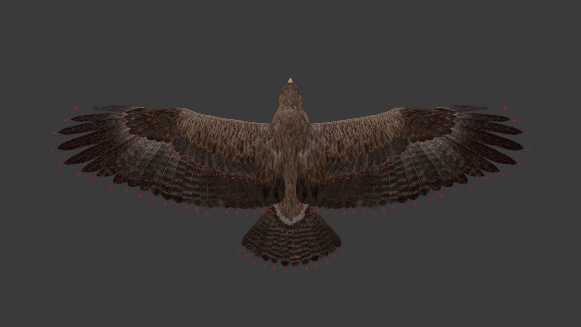 Aquila Nipalensis Animated VFX Grace 3D model_32