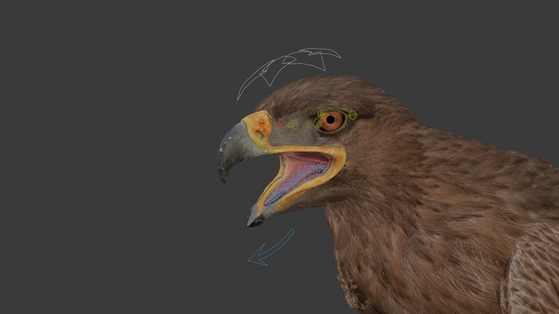 Aquila Nipalensis Animated VFX Grace 3D model_34