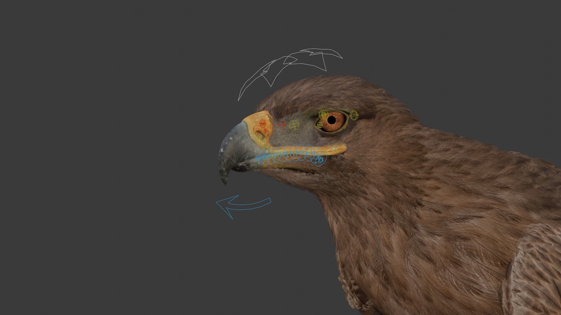 Aquila Nipalensis Animated VFX Grace 3D model_36